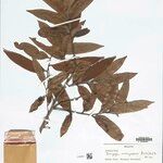 Bocageopsis mattogrossensis Hoja