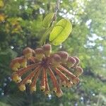 Marcgravia umbellata Fruto