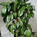 Hoya carnosa पत्ता