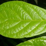 Dichapetalum axillare Leaf