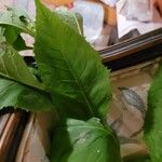 Lactuca floridana Hoja