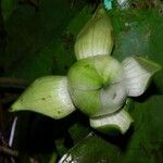 Nymphaea conardii Plod