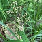 Scirpus atrovirens 花