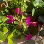 Impatiens walleriana 花