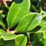 Arctostaphylos uva-ursi Hoja