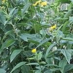 Helianthus divaricatus Облик