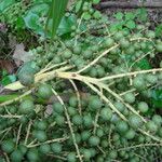 Sabal palmetto 果実