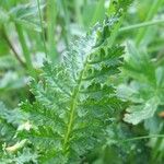 Pedicularis ascendens Habit