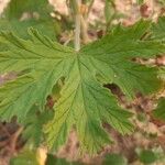 Pelargonium graveolens Folha