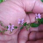 Cuphea ericoides Flor
