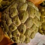 Annona squamosa Gyümölcs