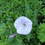 Calystegia hederacea Цвят