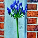 Agapanthus africanus Flower