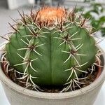 Melocactus matanzanus 葉