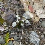 Androsace obtusifolia Çiçek