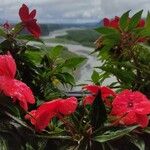 Impatiens hawkeri Flower