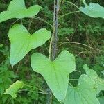 Dioscorea communisLeaf