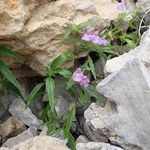 Galeopsis angustifolia Habit