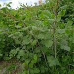 Rubus ferus Folha