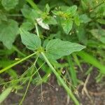 Boerhavia erecta Blad