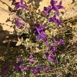 Salvia viridis Virág