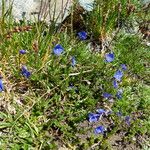 Veronica fruticans Fiore