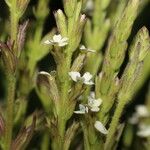 Buchnera pusilla Flower