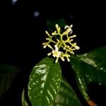 Palicourea acuminata Flower