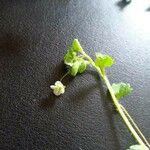 Veronica cymbalaria Flower
