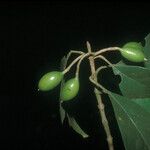 Siparuna decipiens Meyve