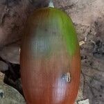 Quercus cerris Fruit