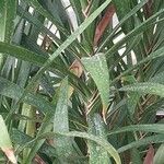 Cordyline stricta Folio