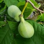 Asimina triloba Плод