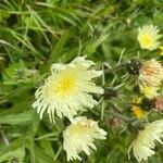 Hieracium berardianum Fula