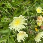 Hieracium berardianum Цвят