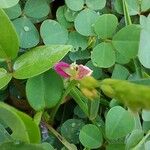 Desmodium triflorumFlower