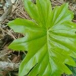 Philodendron giganteumLevél