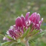 Anthyllis montana Bloem