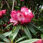 Rhododendron pachytrichum Λουλούδι