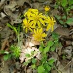 Senecio ampullaceus Flower