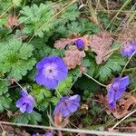 Geranium platypetalum Други