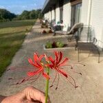 Lycoris radiata Virág