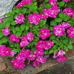 Petunia × atkinsiana Elinympäristö