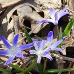 Chionodoxa luciliae Flor