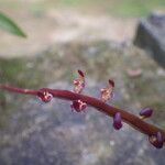 Bulbophyllum calyptratum Kwiat