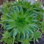 Sempervivum globiferum Folla