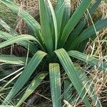 Yucca flaccida Hábitos