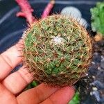 Mammillaria wrightii Hoja