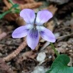 Viola pyrenaica Cvet