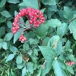 Viburnum lantanaΦρούτο